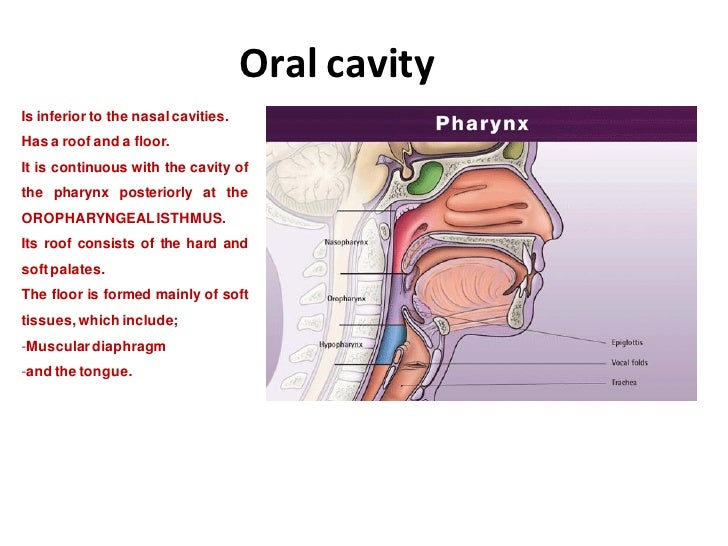 Separates the oral and nasal cavities foto